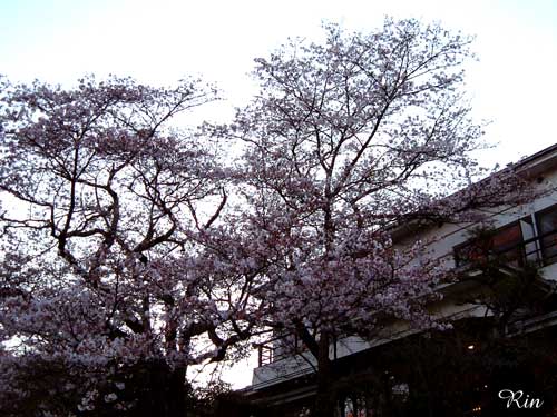 200704桜.jpg